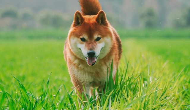 Her er hvorfor Dogecoin- og Shiba Inu-priserne har været på en opsvingstrend.