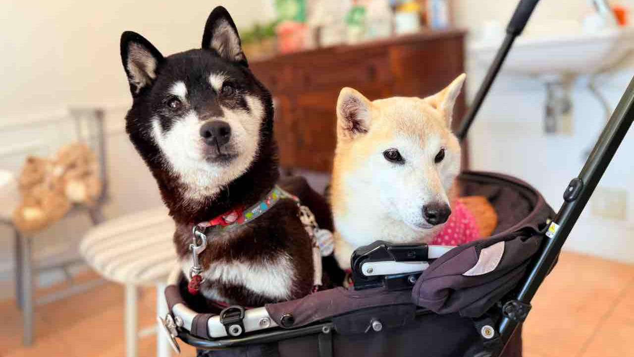 Den næste Doge? Memet Shiba Inu-ejerens nye hvalp inspirerer officielle Cocoro Coin.