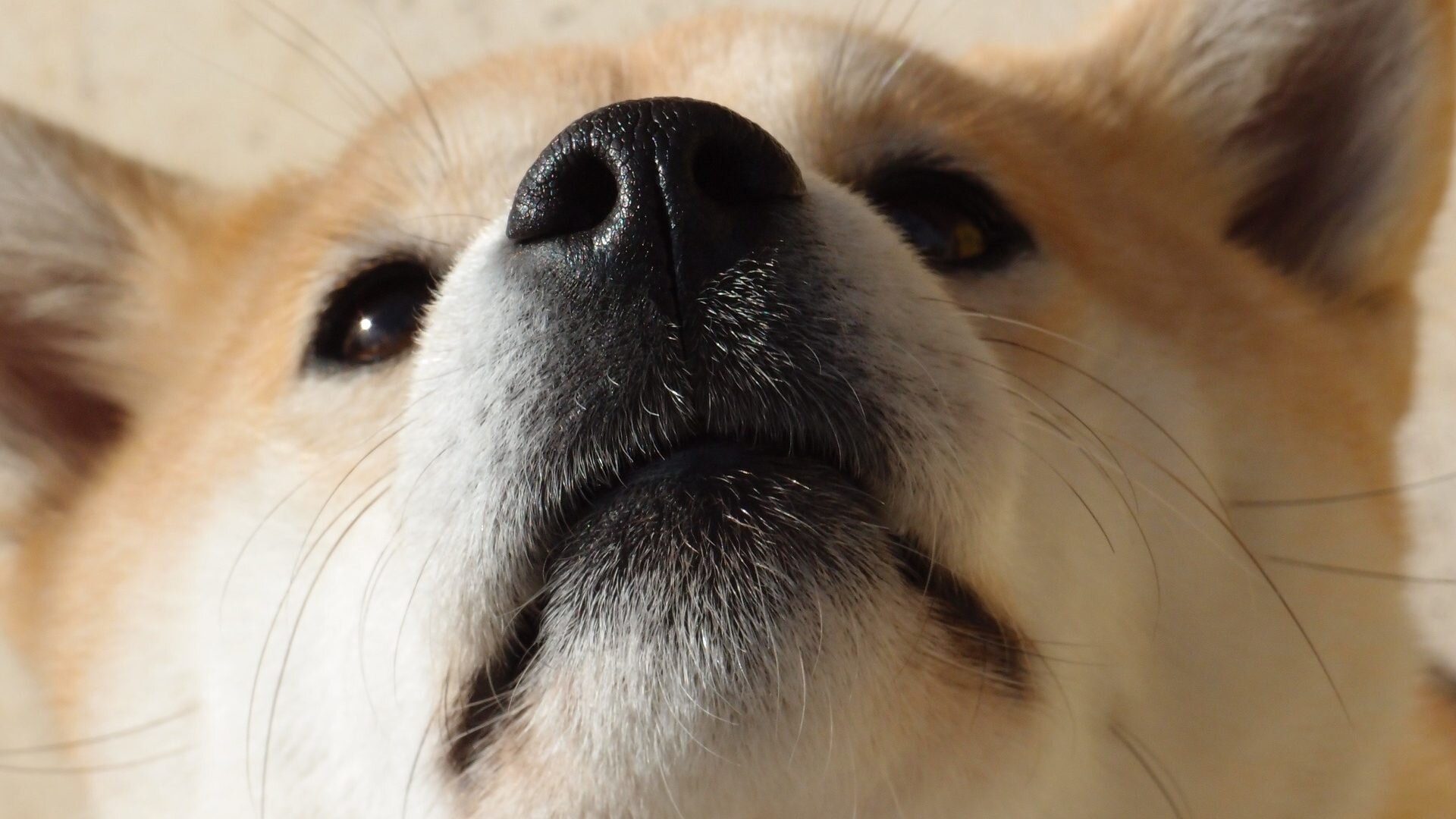 Dogecoin ned: Elon Musks foretrukne mememønt mister gevinster efter valget.