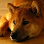 Bitcoin-analytiker siger, at Shiba Inu-prisen ikke når $1 - her er hvorfor.