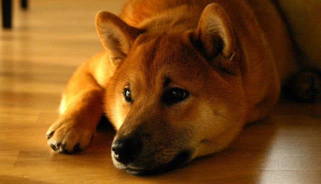 Bitcoin-analytiker siger, at Shiba Inu-prisen ikke når $1 - her er hvorfor.